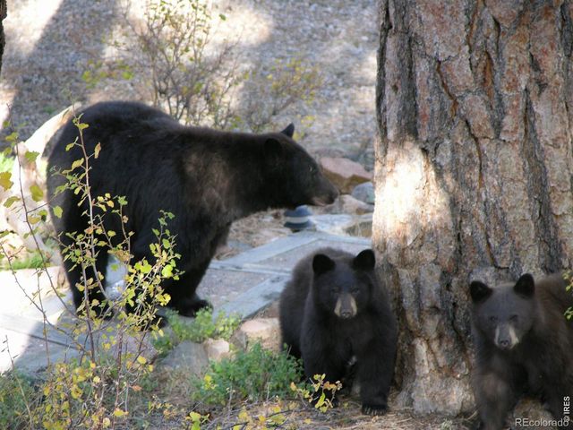 895 Elk Meadow Court, Estes Park, CO 80517