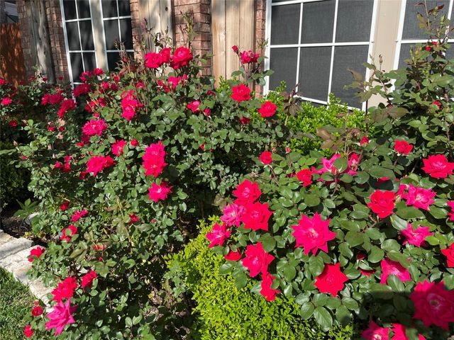 5600 Lexington Place, Frisco, TX 75035