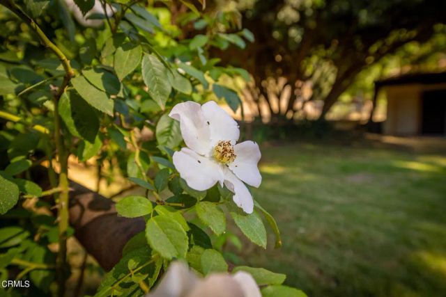 10484 Creek Road, Oak View, CA 93022