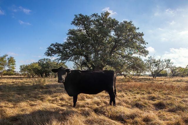 5550 S US Highway 87, Brady, TX 76825