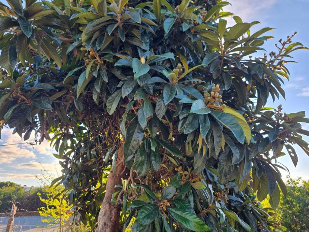 Image 34 of property listing at 14200 Sycamore Avenue, San Martin, CA 95046