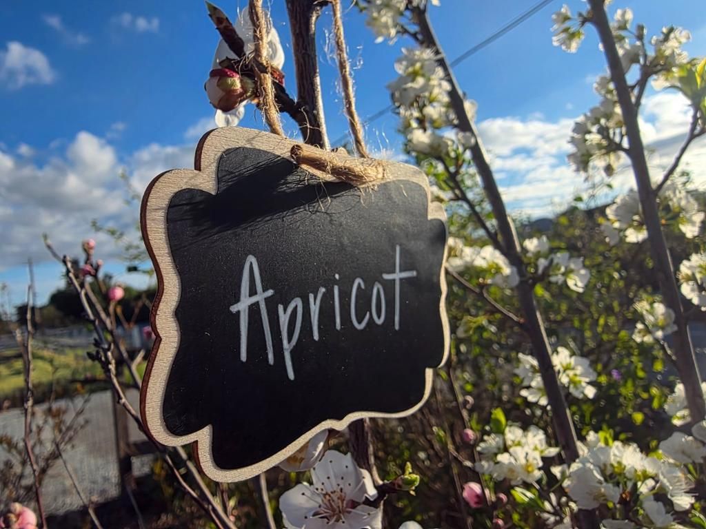 Image 42 of property listing at 14200 Sycamore Avenue, San Martin, CA 95046