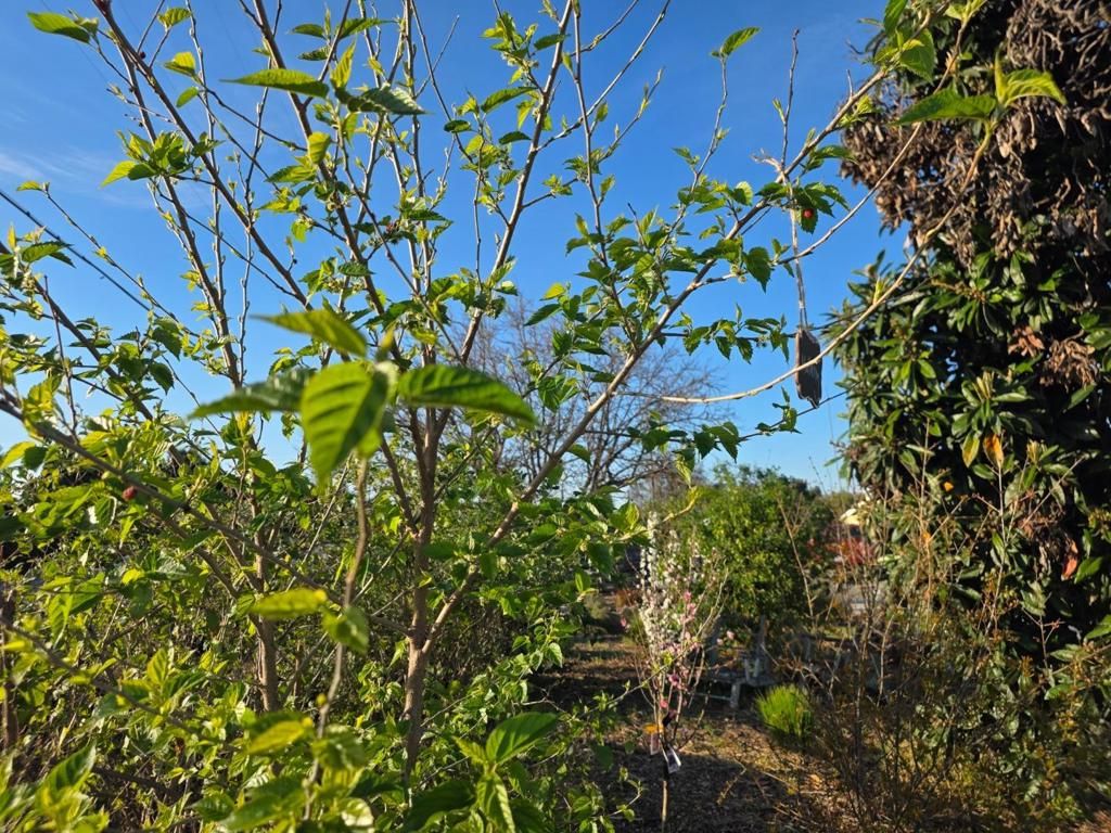 Image 47 of property listing at 14200 Sycamore Avenue, San Martin, CA 95046