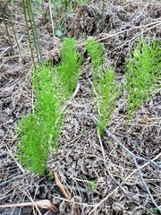 29531 Little Bear Creek Road, Cedar Glen, CA 92321