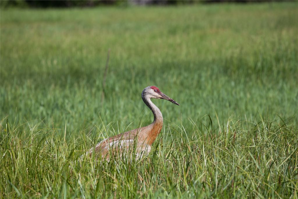 31200 Ninemile Road, Huson, MT 59846 photo 4