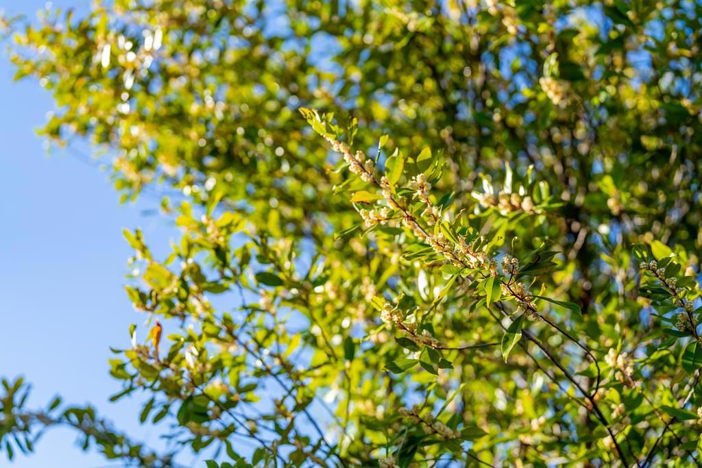 Image 54 of property listing at 11891 Brookglen Drive, Saratoga, CA 95070