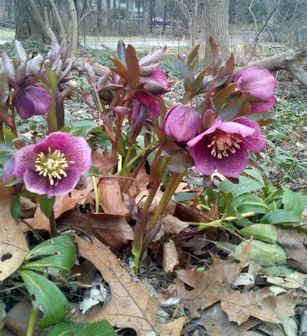 1737 Greenlawn Avenue, Kalamazoo, MI 49006