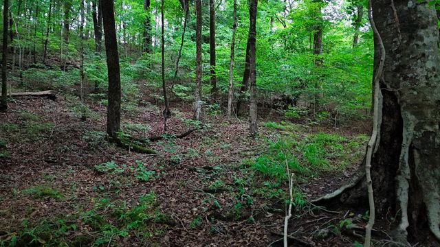 4 Cedar Hill Rd, White Bluff, TN 37187