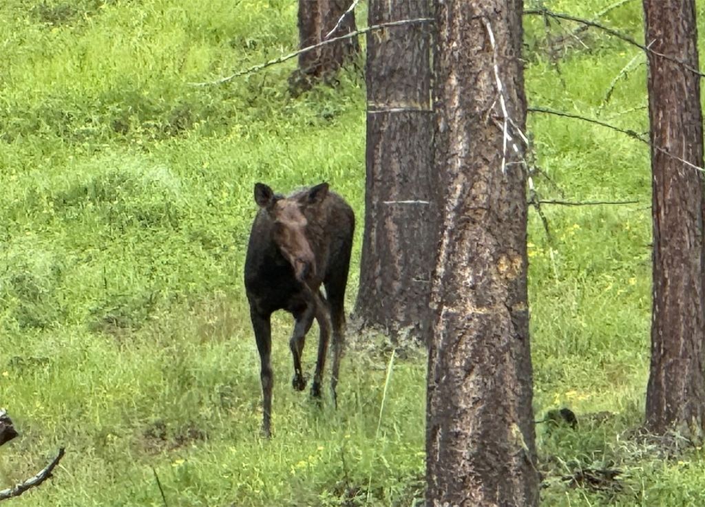 18082 Demersville Wagon Road, Lakeside, MT 59922 photo 109