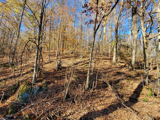 00 Ingram Branch Road, Roan Mountain, TN 37687