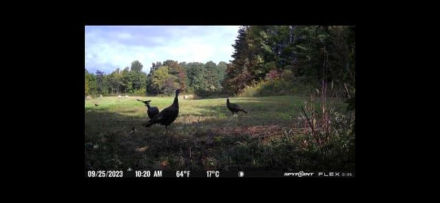 0 Highway 599, Jeffersonville, KY 40337