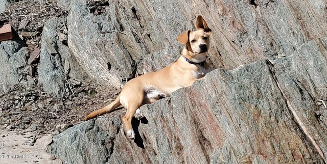 1334 E LAS PALMARITAS Drive, Phoenix, AZ 85020