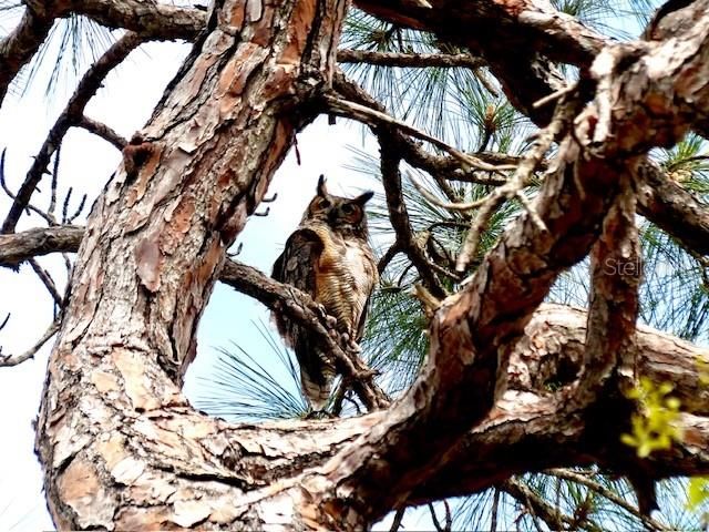 2700 BAYSHORE BOULEVARD 2310, Dunedin, FL 34698