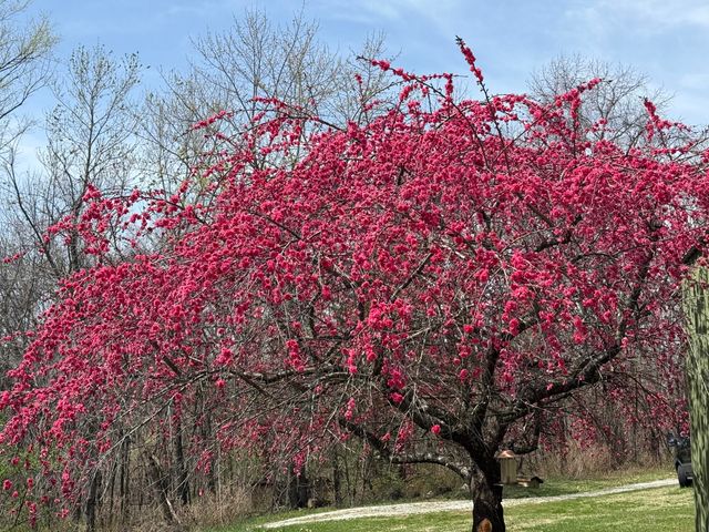 1044 Andrews Road, Sparta, MO 65753