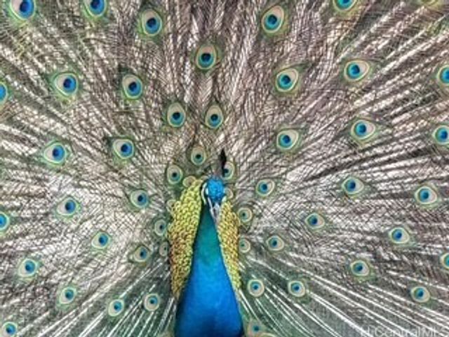 84-770 Kili Drive H1032, Waianae, HI 96792