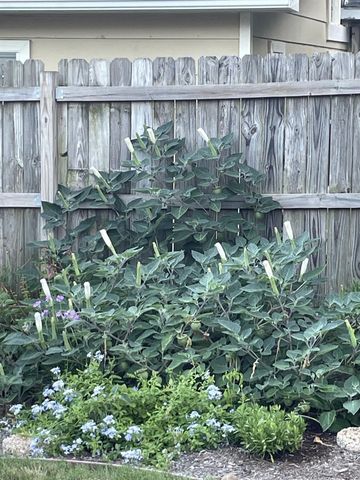 917 Chiswick DR, Austin, TX 78753