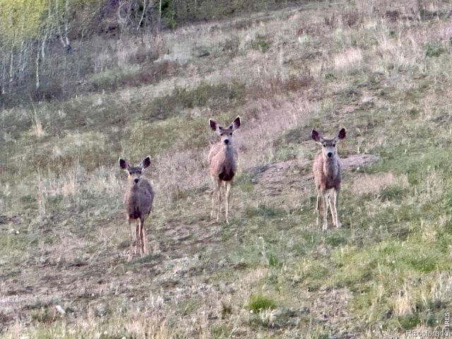 892 Stratton Park Road, Bellvue, CO 80512