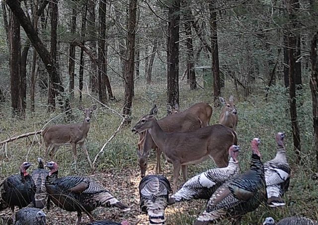 1035 Wavra Lane, New Ulm, TX 78950