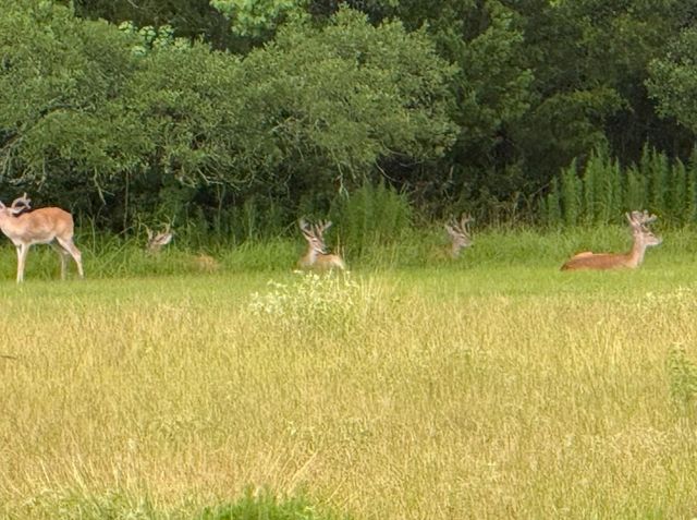 1035 Wavra Lane, New Ulm, TX 78950