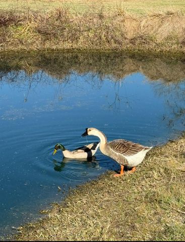 1035 Wavra Lane, New Ulm, TX 78950