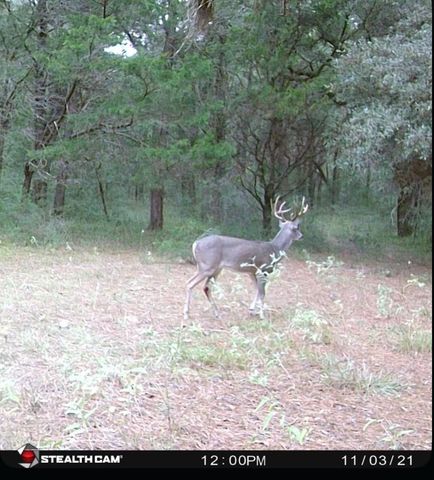 1035 Wavra Lane, New Ulm, TX 78950