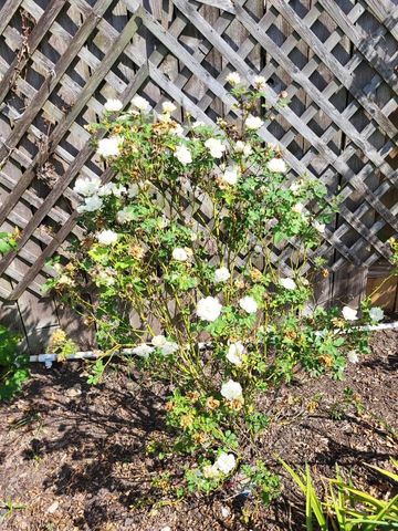 21235 Lily Springs Drive, Porter, TX 77365