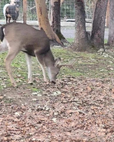 300 Arrowhead Pass, Jacksonville, OR 97530