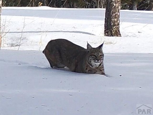 3140 Schierl Rd, Fort Garland, CO 81133