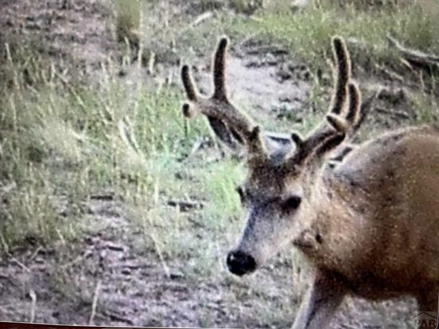 3140 Schierl Rd, Fort Garland, CO 81133