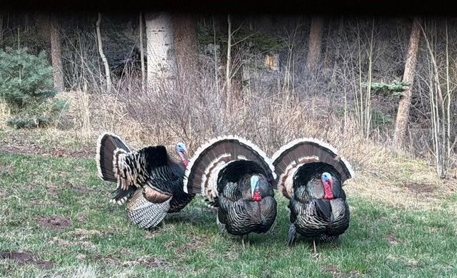 3140 Schierl Rd, Fort Garland, CO 81133