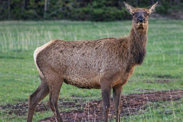 3140 Schierl Rd, Fort Garland, CO 81133