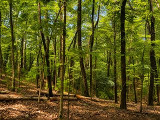 J208 Pine Ridge Road, Ellijay, GA 30536