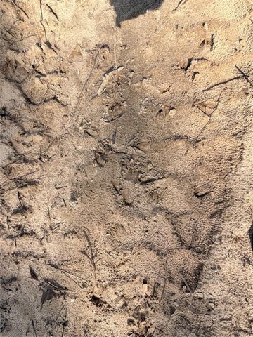 TBD Cr 4800, Warren, TX 77664