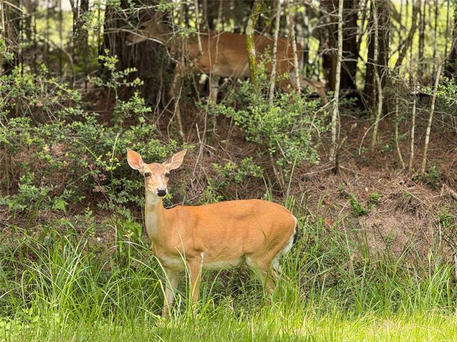 40715 Pipestone Road, Magnolia, TX 77354