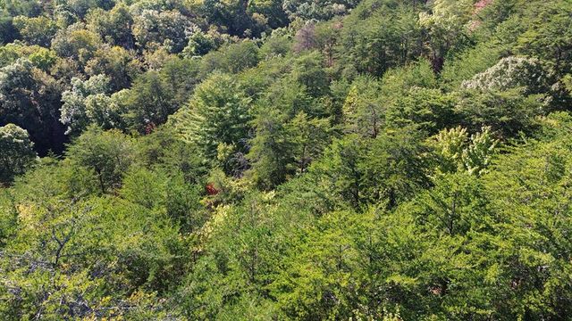 115 Blackhawk Lane, Turtletown, TN 37391