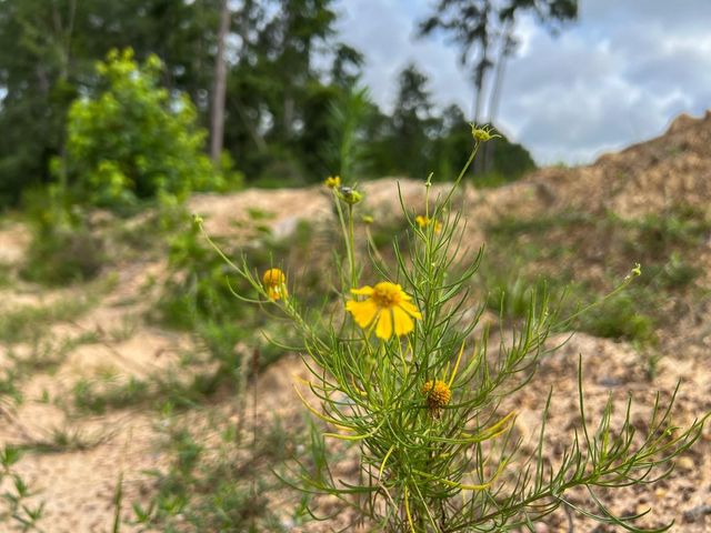 000 Fm 1725, Willis, TX 77378