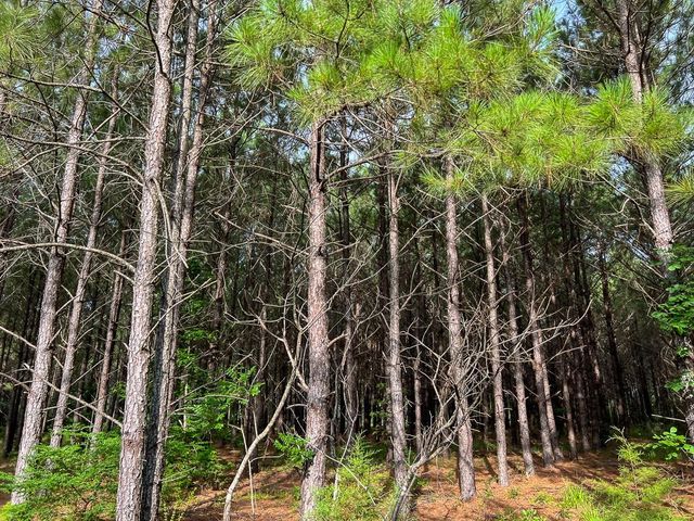 000 Fm 1725, Willis, TX 77378