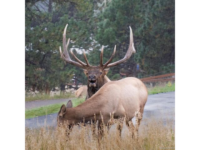 27976 Lupine Dr, Evergreen, CO 80439