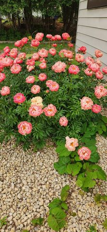 1688 Chatham Avenue, Arden Hills, MN 55112