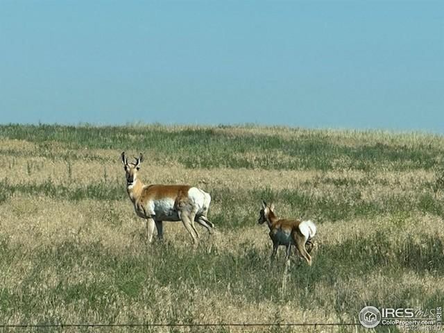 3 TBD Lot A FFD25-0006 WCR 15, Carr, CO 80612