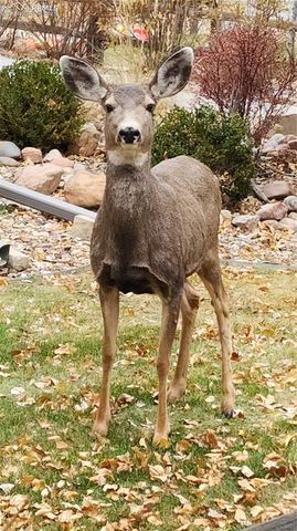 290 Cobblestone Drive, Colorado Springs, CO 80906