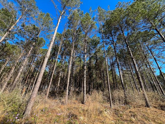 1 Off Fm 247, Huntsville, TX 77340