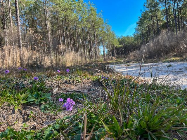 1 Off Fm 247, Huntsville, TX 77340