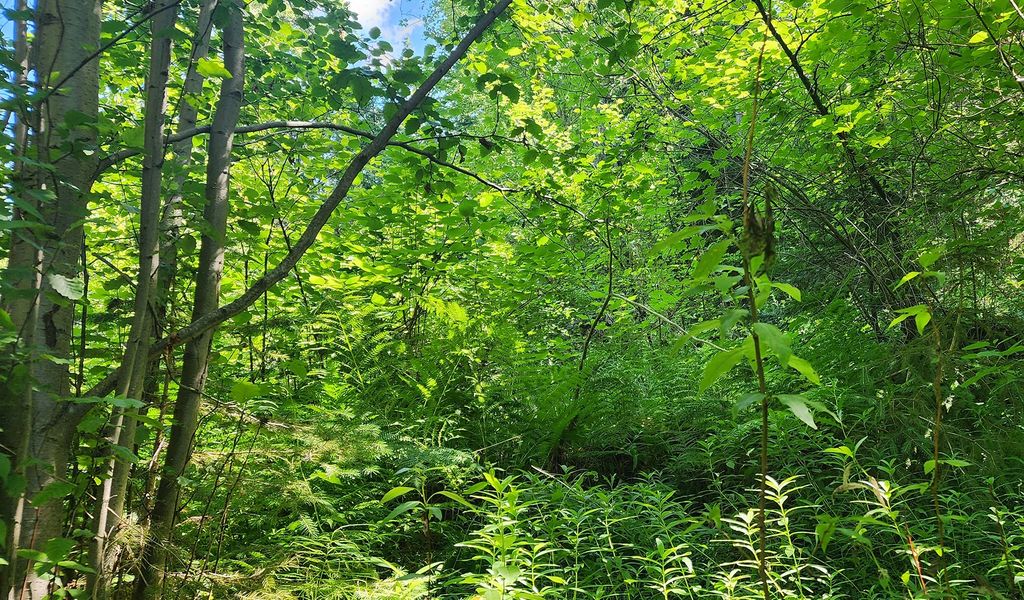 24699 MT Highway 35, Bigfork, MT 59911 photo 16