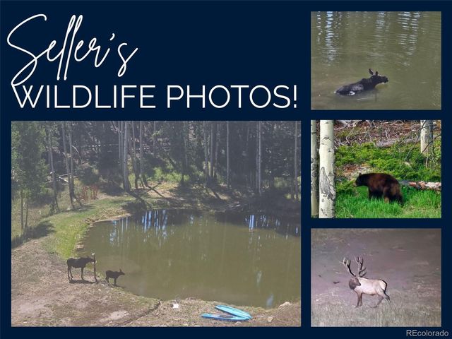 224 Six Elk Court, Red Feather Lakes, CO 80545