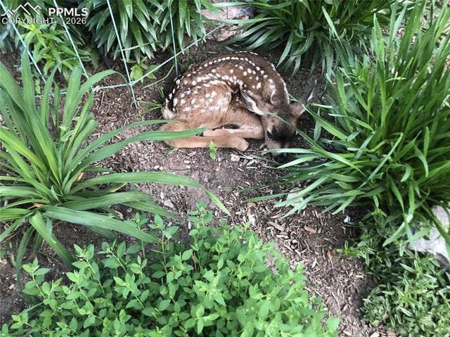 41 El Dorado Lane, Colorado Springs, CO 80919