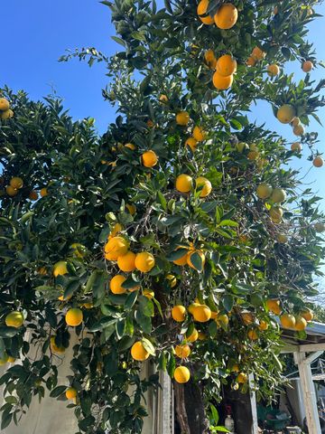 968 Virginia Ave, Olivehurst, CA 95961