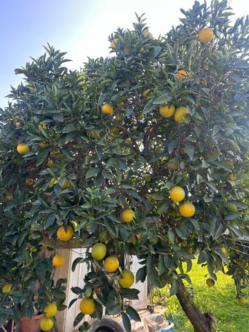 968 Virginia Ave, Olivehurst, CA 95961