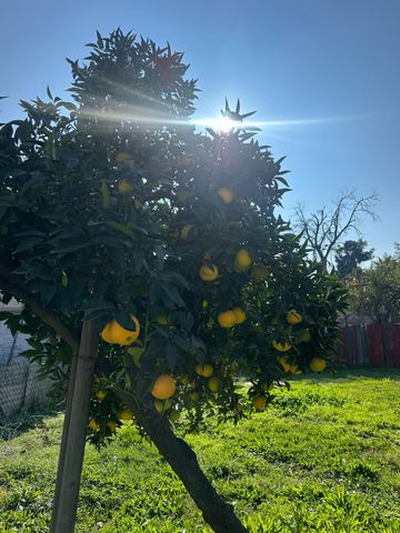 968 Virginia Ave, Olivehurst, CA 95961