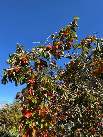 1530 b Kamehameiki St, Kula, HI 96790